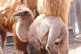 What's the meaning of the original chinese phrase that these dumplings' name came from? Detroit Zoo Welcomes Baby Camel Born On Hump Day