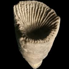 Image result for Streptopetalum