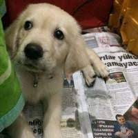 ucretsiz kopek sahiplendirme ilanlari golden retriever kopek yavru kopek