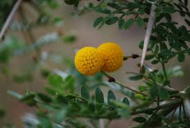 Image result for Acacia exuvialis