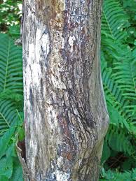 Image result for venturia saliciperda willow tree