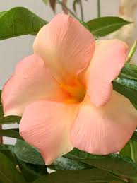 Image result for dipladenie sanderi obrázek