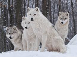You can download free the white, wolf wallpaper hd deskop background which you see above with high resolution freely. White Wolves Wallpapers Top Free White Wolves Backgrounds Wallpaperaccess