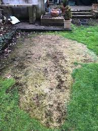 Leaf kill was not as rapid as that following gasoline spills. Grass Restored After Kerosene Spill