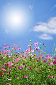 Maybe you would like to learn more about one of these? Wonderful Summer And Spring Flowers With Blue Sky And Sun Stock Photo Picture And Royalty Free Image Image 7229754