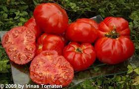 15 graines semances tomate : Marmande Tomaten Samen Rot Tomaten Samen Irinas Tomaten