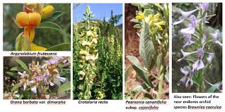 Image result for Grona barbata