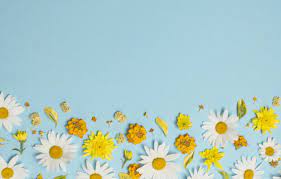 Choose one of our many exquisite wallpapers and download it by clicking on the yellow. Wallpaper Flowers Chamomile White Yellow Flowers Background Blue Background Camomile Floral Images For Desktop Section Cvety Download