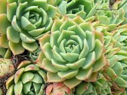Les plantes grasses aux feuilles charnues gorgées d'eau sont capables de résister à plantes grasses de a à z. Cactus Plantes Succulentes Quelle Difference