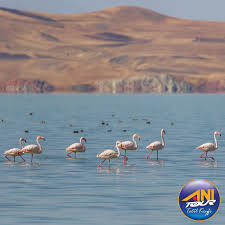 Ercek Golu Ndeki Gozlem Istasyonlarinda Flamingo Ve Cok Sayida Kus Turunu Izlemeyi Meshur Van Kahvaltisini Yerinde Yapmayi Ve Essiz Manz Fotograf Kus Flamingo