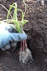 We did not find results for: Growing Onions Onion Onionset Greenhouse Plants Nature Garden Green Gardening Grow Red Onion Growing Onions Planting Onions