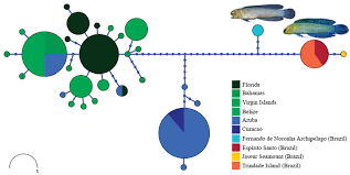 Fernando sampaio has disabled new messages. Review Of Brazilian Jawfishes Of The Genus Opistognathus With Descriptions Of Two New Species Teleostei Opistognathidae