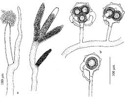 Image result for Achyropsis