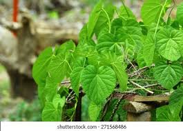 Image result for Tinospora tenera