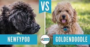 Golden retriever and poodle together. Goldendoodle Breed Info Golden Retriever Poodle Mix