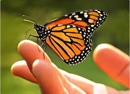 Santuario De La Mariposa Monarca Mariposa Monarca Monarcas Danaus Plexippus