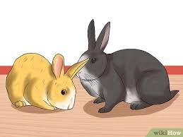 Is the pet fully grown? How To Tell The Age Of A Rabbit 10 Steps With Pictures