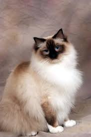 The cheapest offer starts at £70. Ragdoll Colors Patterns Available Lions Royale Ragdolls