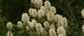 Maybe you would like to learn more about one of these? Fothergilla Wisconsin Horticulture