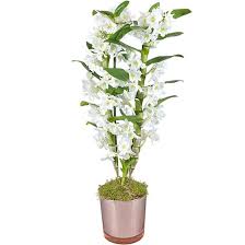Vous trouverez des orchidées roses, blanches, des orchidées phalaenopsis ou encore des orchidées oncidium. Dendrobium Nobile Achat Et Conseils D Entretien Aquarelle