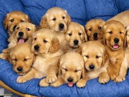 Tatli Yavru Kopekler Golden Google Da Ara Golden Retriever Hayvan Yavru Kopek