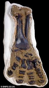 Astonishing Fossil That Immortalises Two 8 Foot Dinosaurs Locked In Mortal Combat Could Fetch A Record 6 Million At Auction Fossils Dinosaur Fossils Dinosaur