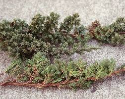 Juniperus Procumbens Nana Landscape Plants Oregon State University