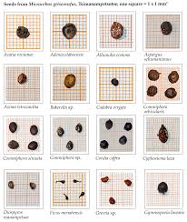 Image result for Acacia rovumae