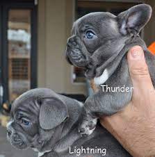 French bulldog puppies forsale one female three males akc registered up to date on all shots and dewormings. Thunder Thor Lightning Blue Brindles French Bulldog Puppies Buldog Bulldogpuppy French Bulldog Puppies Bulldog Puppies Bulldog