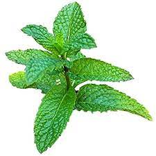 Live plant along with plastic pot. Amazon Com Mojito Mint Live Plant Mentha X Villosa Garden Outdoor