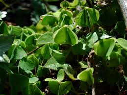 Known hazards this plant contains oxalic acid, similar to rhubarb, giving it its' sour taste, if you ingest too much of this acid you can upset your stomach. Are All Oxalis Edible