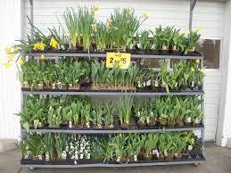 According to fred meyer, the dry bulbs will be sold through the end of april. Beautify Your Garden For Less At Fred Meyer 25 Gift Card Giveaway The Coupon Project