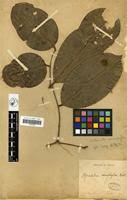 Image result for Anthonotha macrophylla