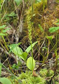 Image result for Malaxis