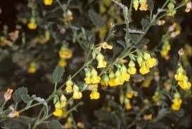 Image result for Hermannia glanduligera