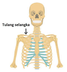 Hal ini seringkali disebabkan oleh posisi tidur yang tidak tepat. Fungsi Tulang Selangka Bagi Manusia Gambar Dan Letaknya