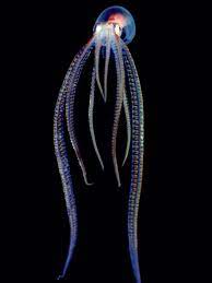 See Through Animal Photos Translucent Creatures Wallpapers Download Photos National Geographic Deep Sea Creatures Ocean Creatures Underwater Creatures