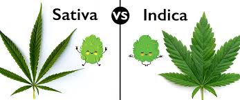 Image result for Cannabis sativa