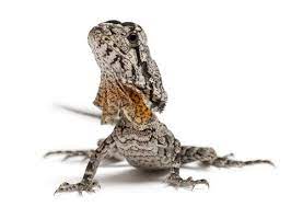 Frilled Dragon Thats My Baby Orion Frilled Lizard Lizard Pet Dragon