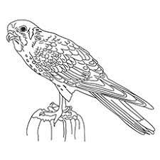 The american kestrel printable coloring worksheet is provided here for coloring. 10 Printable Falcon Coloring Pages For Toddlers