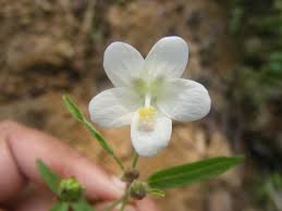 Image result for Hibiscus lobatus