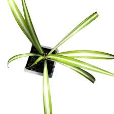 Image result for Chlorophytum velutinum