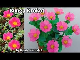Bunga krokot adalah bunga musiman, jadi bunga ini tidak bisa hidup atau bertaha lama, jadi untuk memaksimalkan bunga krokot. Pin Di Craft