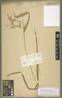 Image result for Hyparrhenia niariensis