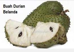Menanam pokok durian belanda memerlukan anakbenih berkualiti dan jenis tanah subur yang mempunyai sistem saliran baik. Anim Agro Technology Cara Tanam Durian Belanda