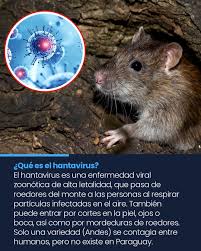 🐀 En este especial te traemos información sobre el hantavirus, la  enfermedad viral zoonótica de la que habla el mundo, debido a un brote  reciente bajo investigación que genera preocupación por su