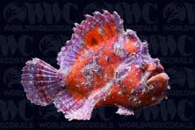 Image result for Mohria marginalis