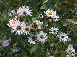 Image result for Aster
