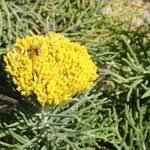 Image result for Phymaspermum