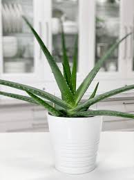 Image result for Aloe